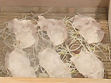 内容4 内容4