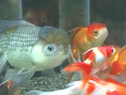 金魚3