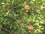 天理観光農園5