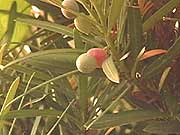 天理観光農園6