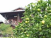 天理観光農園8