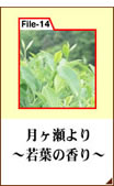 File14FP`t̍`