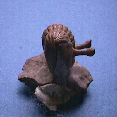 ネオアサフス・コワレウスキィ