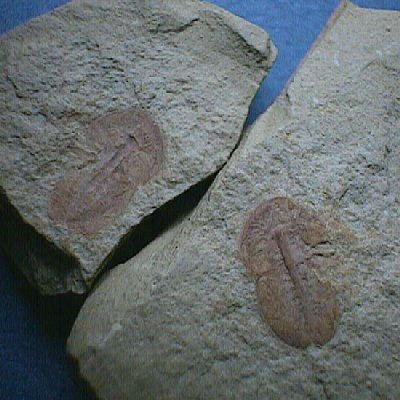極めてレア ナラオイア（Naraoia spinosa）カンブリア爆発 化石