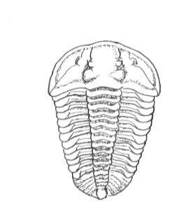 �J�����l