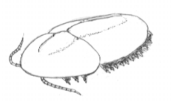 naraoia.jpg