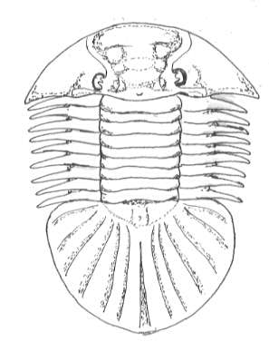 �X�N�e����