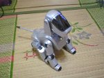 aibo