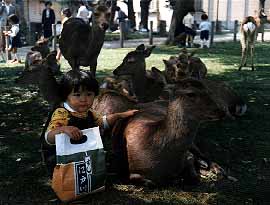 Deer in Nara Park