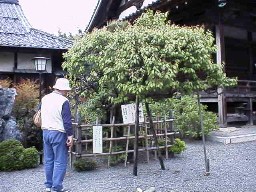 松梅の木