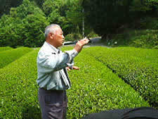The organic tea from YAMATO 