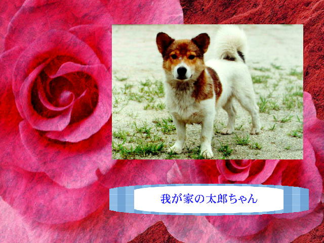 10�y�[�W
