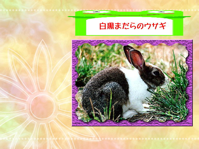 11�y�[�W