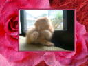 3 �y�[�W