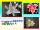 7 �y�[�W