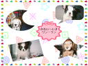 5 �y�[�W