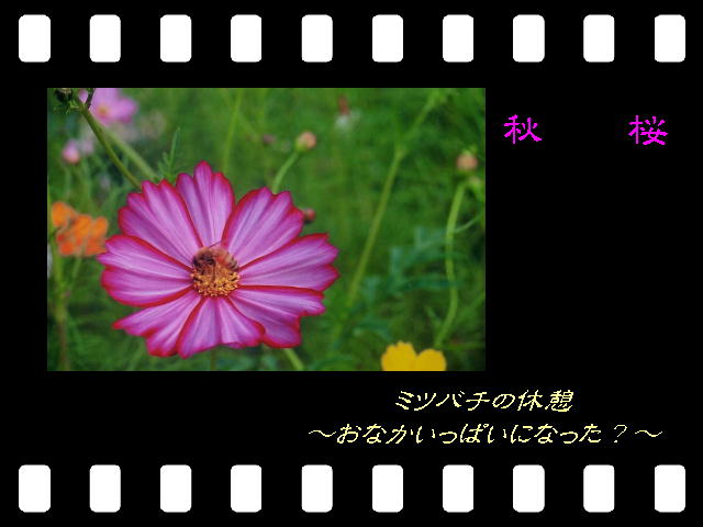 11�y�[�W