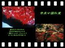 6 �y�[�W