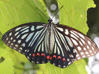 �A�J�{�V�S�}�_��