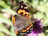 �A�J�^�e�n