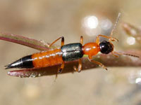 �n�l�J�N�V�}��