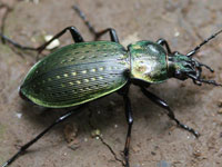 �I�T���V�E�S�~���V�}��