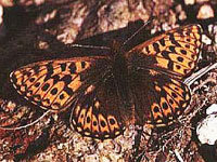 �A�T�q�q���E����