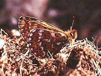 �A�T�q�q���E����