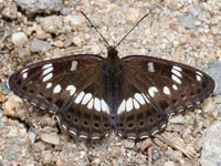 �A�T�}�C�`�����W