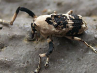 �]�E���V�}�Ӂ@�N�`�J�N�V�]�E���V����