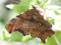 �V�[�^�e�n