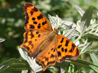 �V�[�^�e�n