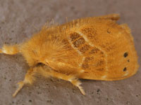 �h�N�K�}��