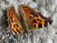 �G���^�e�n