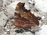 �G���^�e�n