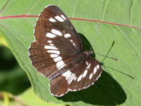 �t�^�X�W�`���E