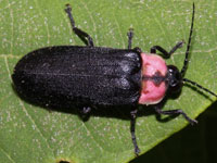 �z�^���}��