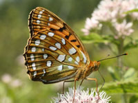 �M���{�V�q���E����