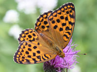 �M���{�V�q���E����