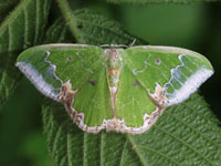 �V���N�K�}�Ӂ@�A�I�V���N���ȑ�