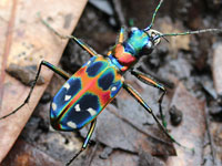 �n���~���E�}��