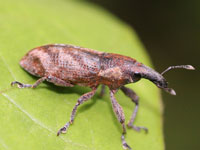 �]�E���V�}�Ӂ@�J�c�I�]�E���V����