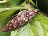 �R���c�L���V�}��