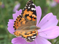 �q���A�J�^�e�n