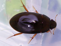 �K���V�ȑ�