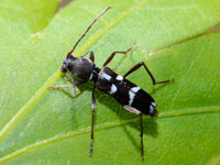 �q���N���g���J�~�L��