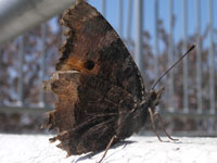 �q�I�h�V�`���E