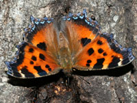 �q�I�h�V�`���E