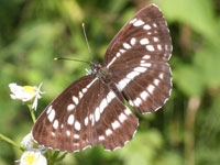 �z�V�~�X�W