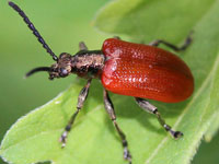 �n���V�}�Ӂ@�N�r�{�\�n���V���ȑ�